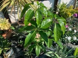 SCHEFFLERA ACTINOPHYLLA