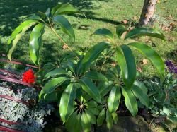 SCHEFFLERA PUECKLERI