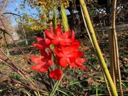 SCHIZOSTYLIS COCCINEA
