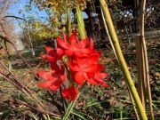 SCHIZOSTYLIS COCCINEA - imagine 2