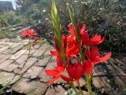 SCHIZOSTYLIS COCCINEA - imagine 3