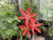SCHIZOSTYLIS COCCINEA - imagine 4