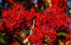 SCHOTIA BRACHYPETALA
