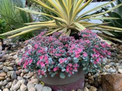 SEDUM CAUTICOLA