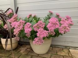 SEDUM PALM PLANTS