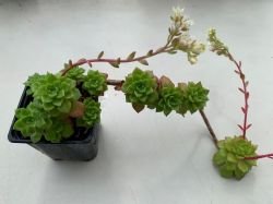SEDUM PALMERI