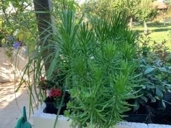 SENECIO CYLINDRICUS