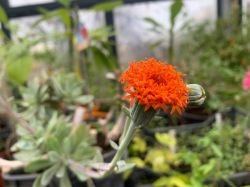 SENECIO FULGENS