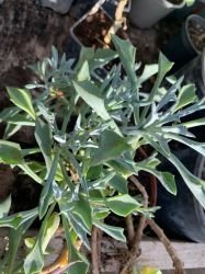 SENECIO KLEINIIFORMIS