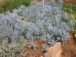SENECIO MADRALINSCAE