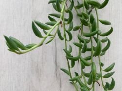 SENECIO"SIRAGUL DE BANANE"