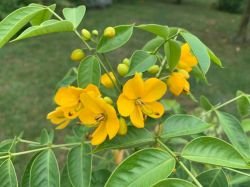 SENNA CORYMBOSA