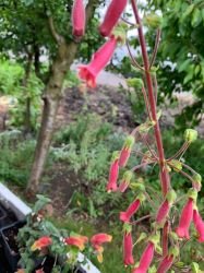 SENNINGIA "CHERRIE'S JUBILEE"