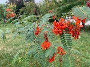 SESBANIA PUNICEA - imagine 2