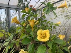 SOLANDRA MAXIMA