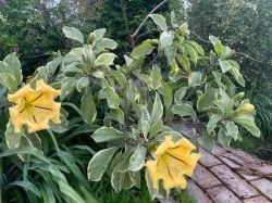 SOLANDRA MAXIMA VARIEGATA