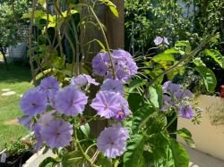 SOLANUM WENDLANDII
