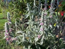 STACHYS BIZANTINA (URECHE DE MIEL)