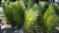 STIPA TENUISSIMA