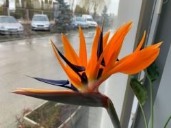 STRELITZIA REGINAE