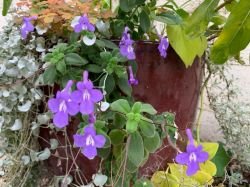 STREPTOCARPUS SAXORUM