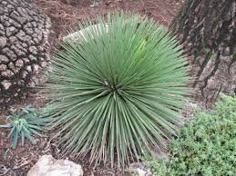 STRIATA AGAVE (SSP. STRIATA)