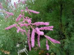 TAMARIX RAMOSISSIMA