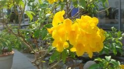 TECOMA STANS