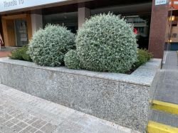 TEUCRIUM FRUTICANS