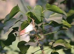 THESPESIA POPULNEA
