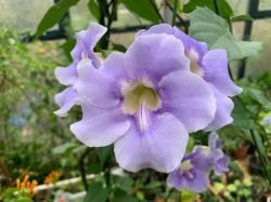 THUNBERGIA GRANDIFLORA