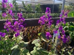 TIBOUCHINA HETEROMOLLA