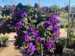 TIBOUCHINA URVILLEANA