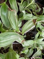TRADESCANTIA FLUMINENSIS