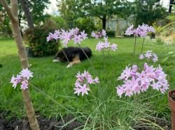 TULBAGHIA VIOLACEA