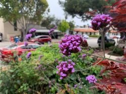 VERBENA BONARIENSIS