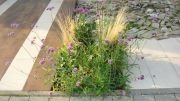 VERBENA BONARIENSIS - imagine 3