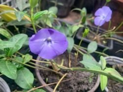 VINCA MINOR