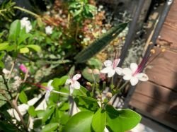 VOLKAMERIA INERMIS (CLERODENDRUM INERME)