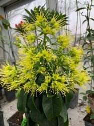 XANTHOSTEMON CHRYSANTHUS