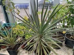 YUCCA ALOIFOLIA MAGENTA MAGIC