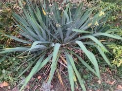 YUCCA FILAMENTOSA