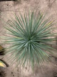 YUCCA ROSTRATA