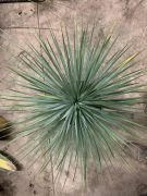 YUCCA ROSTRATA - imagine 2