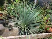 YUCCA ROSTRATA - imagine 3