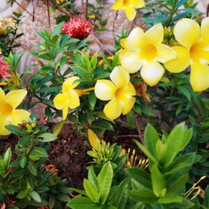 Toate Plantele