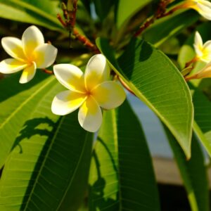 Plumeria (Frangipani)