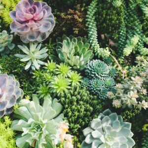 Succulente